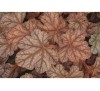 Гейхера Фростед Флэйм (Frosted Flame) C1